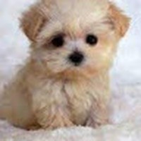 Profile Picture of Genesis Guadalupe Rendon (@genesis-guadalupe-rendon) on Quora