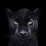 Profile Picture of 𝑫𝒂𝒓𝒓𝒆𝒍𝒍 𝑷𝒂𝒕𝒕𝒆𝒓𝒔𝒐𝒏 (@doctorfitman_) on Instagram