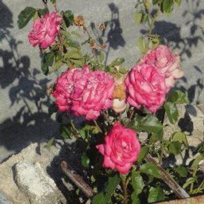 Profile Picture of Yolanda Calzada (@yolandacalzada) on Twitter