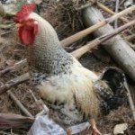 Profile Picture of Sean Henley (@seanhen) on Instagram