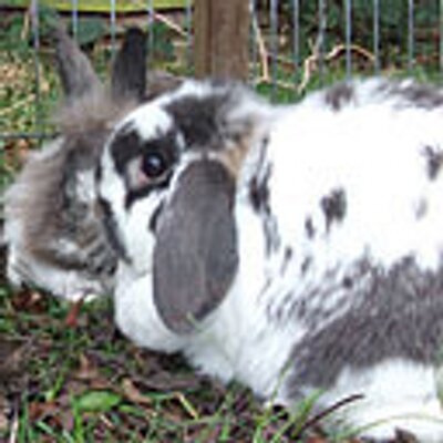 Profile Picture of Audrey Rabbit (@@AudreyRabbit) on Twitter