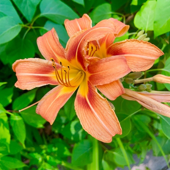 Profile Picture of Audrey Esar (@audreyesar) on Poshmark