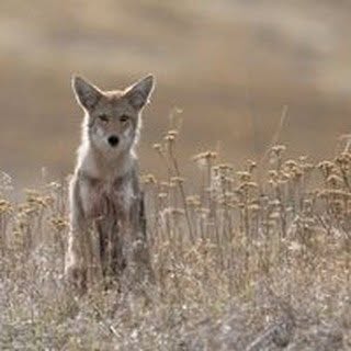 Profile Picture of Lisa Griffis (@griffislisaphoto) on Instagram