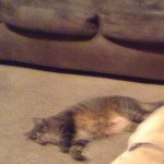 Profile Picture of Emily Davidson (@emily_buddy) on Instagram