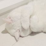 Profile Picture of rin_null_angel (@rin_null_angel) on Instagram