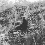 Profile Picture of Steven The Pigeon (@steventhepigeon1739) on Instagram