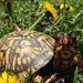 Profile Picture of John Teeter (@silverturtle195) on Pinterest