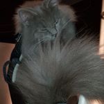 Profile Picture of Cathy Klein l'Arnsbourg (@cathy_klein9) on Instagram