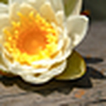 Profile Picture of Sonia Rivera (@sonimr18) on Flickr