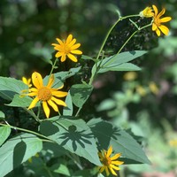 Profile Picture of Joyce Ko (@joyce-ko-14) on Quora