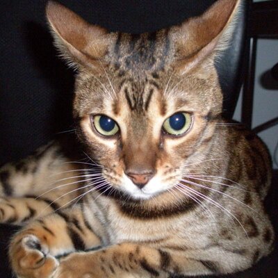 Profile Picture of Steve Mohn (@SteveFromFL) on Twitter