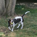 Profile Picture of Alex Goldenberg (@bassethound_) on Instagram