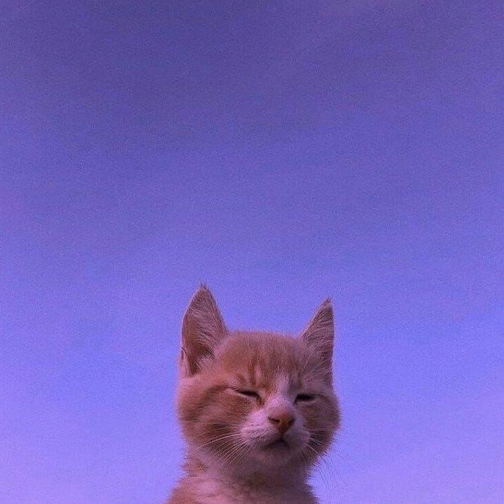 Profile Picture of   marcdanielbernardo... (@katkatmanimtim123) on Tiktok