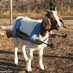 Profile Picture of Daniel Logan Mackel (@gunsforgoats) on Twitter