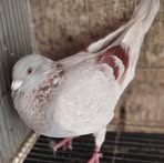 Ruel Borromeo Pascual - Facebook Profile Picture of Ruel Borromeo Pascual (@ruel.pascual.231020) on Facebook