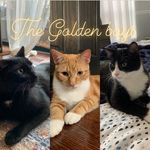 Profile Picture of Larry, George and Walter (@thegoldenboys312) on Instagram