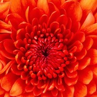 Profile Picture of Shelly Givan (@shelly-givan) on Quora