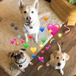 Profile Picture of Darwin, Wolfie and Bobby 🐾 (@darwinwolfieandbobby) on Instagram