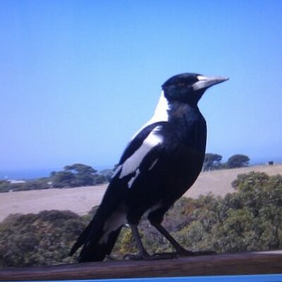 Profile Picture of David Mcalister (@deemacmagpie1) on Twitter