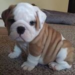 Profile Picture of Kirk Bryant (@kirk.bryant) on Instagram