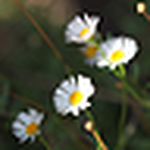 Profile Picture of Victor  Li (@victor huike li) on Flickr