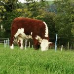 Profile Picture of Robin Fee (@drumadonnell_herefords) on Instagram