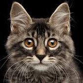 Profile Picture of Anthony A Kimbrell 🌊 🌊 🌊 (@AnthonyAKimbre1) on Twitter