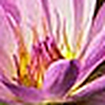 Profile Picture of lien tran (@mailienfrom_vietnamhanoicapital) on Flickr