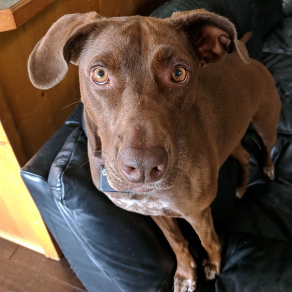 Profile Picture of Julie Macera (@crankycobbler) on Poshmark