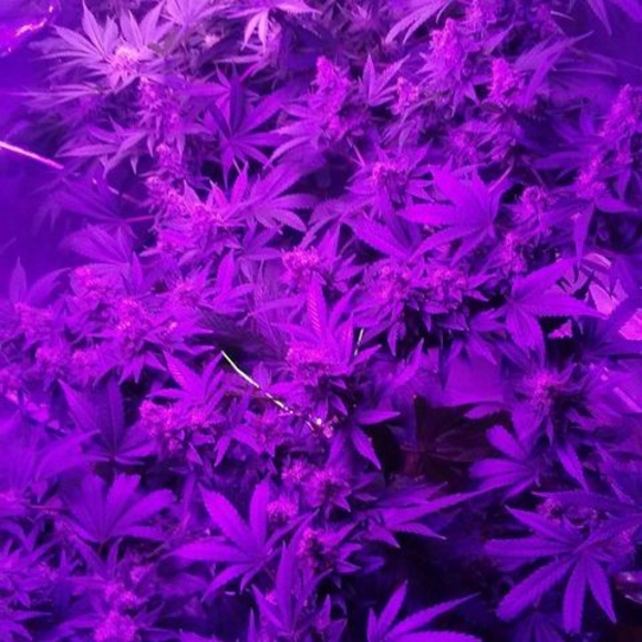 Profile Picture of Ray Moon (@ray_moon) on Poshmark