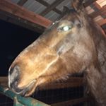 Profile Picture of Piper Garmon (@rubyandpiperbarrelbuds) on Instagram