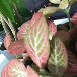 Profile Picture of Martin (@martins.pflanzen) on Instagram