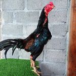 Profile Picture of 🇮🇩 GP Jogja chicken breeder 🇮🇩 (@peternak_ayam_jogja) on Instagram