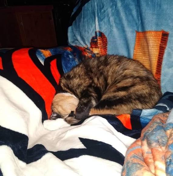 Profile Picture of Pam Ramsier (@ohiochevygrl) on Poshmark