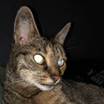 Profile Picture of Darwin Ammons (@ammonsdarwin) on Instagram