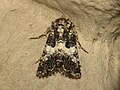 Profile Picture of Hadenaon Wikipedia