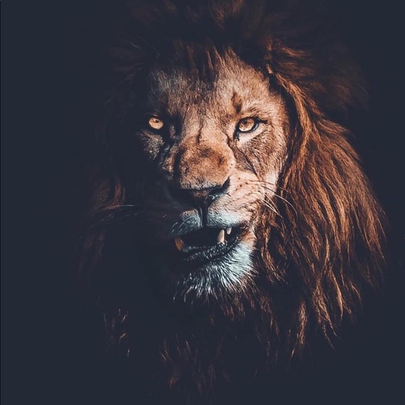 Profile Picture of Nick Lotito (@nlotito29) on Poshmark