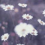 Profile Picture of kim (@kim.van.der.laan) on Instagram