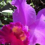 Profile Picture of julia curcio (@juliacurciosoares) on Instagram