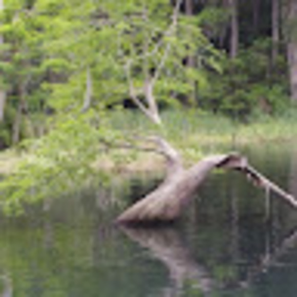 Profile Picture of Patti Overpeck (@pattioverpeck) on Poshmark