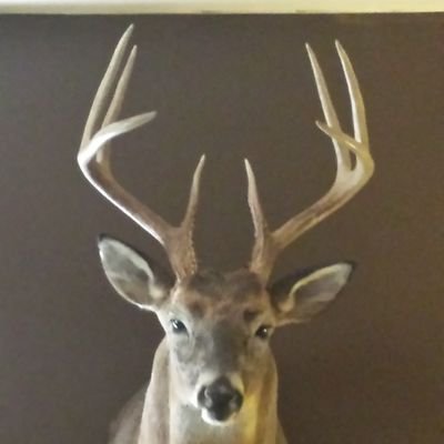 Profile Picture of Mark Holifield (@MarkHolifield7) on Twitter