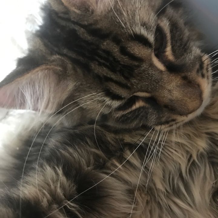 Profile Picture of Malcom et USKY (@malcometusky) on Tiktok