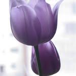 Profile Picture of Pedro Andreu (@andreu.pedro) on Instagram