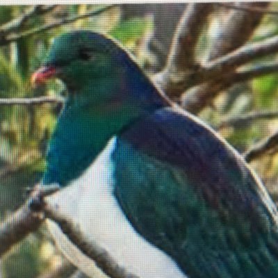 Profile Picture of Veronica Howe (@Veronic53487070) on Twitter