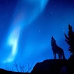 Profile Picture of Greg Shanks (@shanks.greg) on Instagram