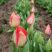 Profile Picture of Cindy Huynh (@huynhcindy512) on Youtube