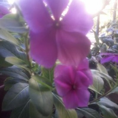 Profile Picture of Amira Adam (@amiraadam33) on Twitter