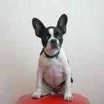 Profile Picture of Roberta, the blind Frenchie (@blind_roberta) on Instagram