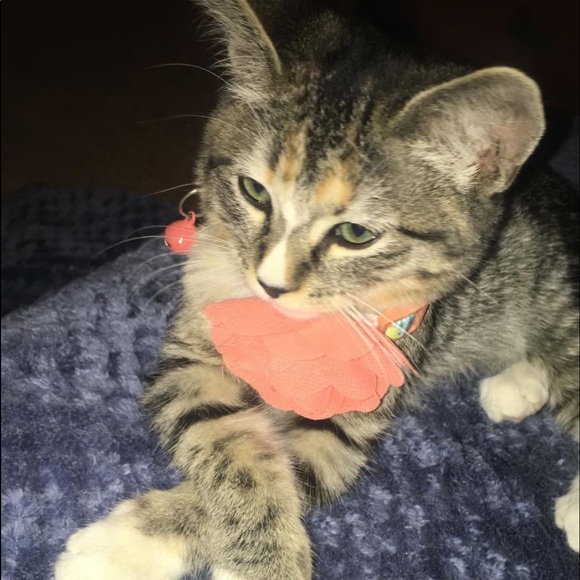 Profile Picture of Allen Khan (@hkhanthavong) on Poshmark