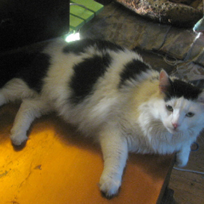 Profile Picture of Samantha Bourdelier (@SamanthaBourdel) on Twitter